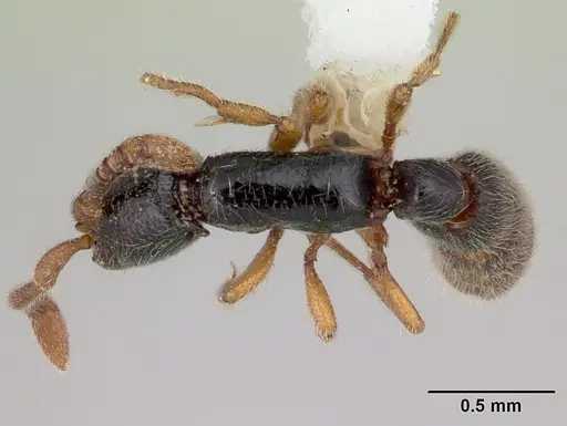 Zasphinctus obamai specimen CASENT0178219 image casent0178219_1