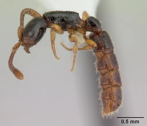 Zasphinctus obamai specimen CASENT0178219 image casent0178219_3