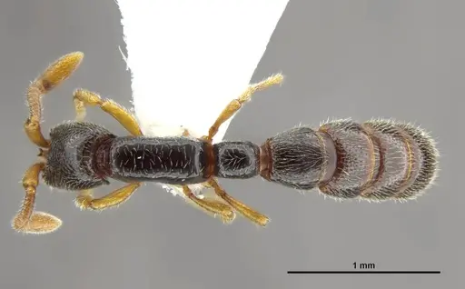 Zasphinctus obamai specimen CASENT0764125 image casent0764125_1