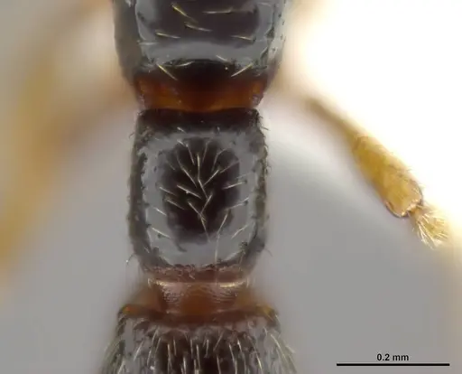 Zasphinctus obamai specimen CASENT0764125 image casent0764125_2