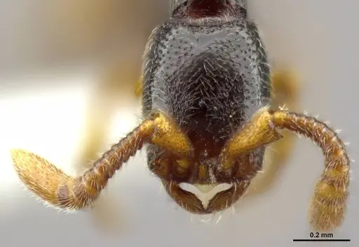Zasphinctus obamai specimen CASENT0764125 image casent0764125_3