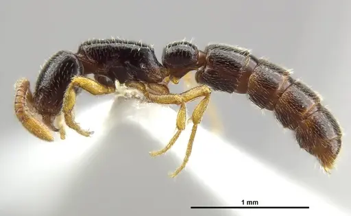Zasphinctus obamai specimen CASENT0764125 image casent0764125_4