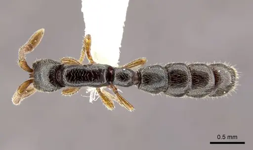 Zasphinctus obamai specimen CASENT0764129 image casent0764129_1