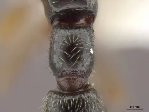 Zasphinctus obamai specimen CASENT0764129 image casent0764129_2