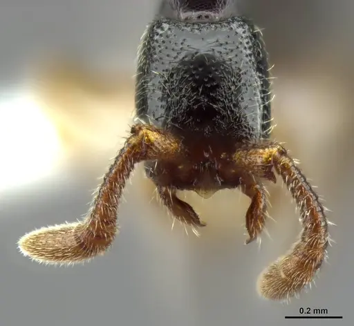 Zasphinctus obamai specimen CASENT0764129 image casent0764129_3