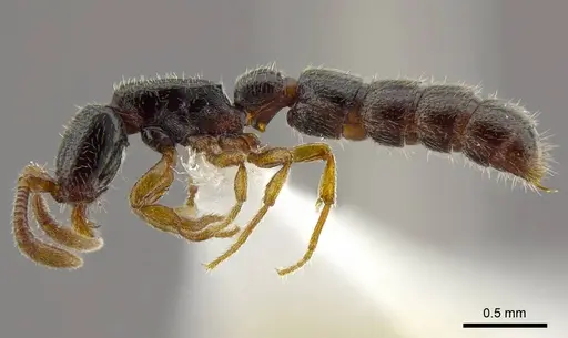 Zasphinctus obamai specimen CASENT0764129 image casent0764129_4