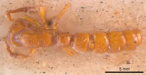 Zasphinctus occidentalis specimen ANTWEB1008188 image antweb1008188_1