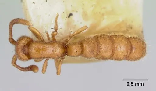 Zasphinctus occidentalis specimen CASENT0173060 image casent0173060_1