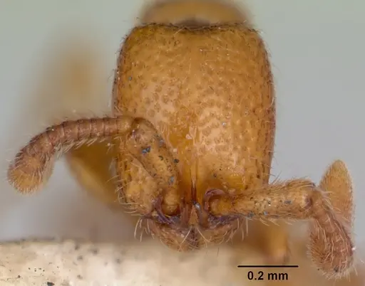 Zasphinctus occidentalis specimen CASENT0173060 image casent0173060_2