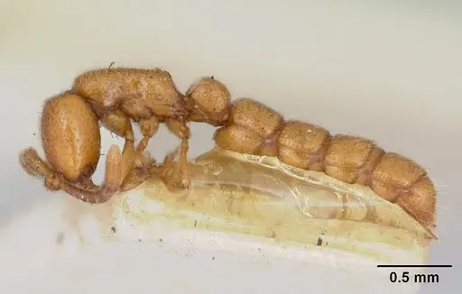 Zasphinctus occidentalis specimen CASENT0173060 image casent0173060_3
