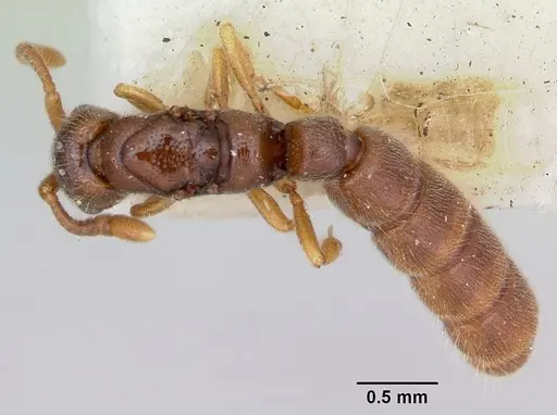 Zasphinctus occidentalis specimen CASENT0173061 image casent0173061_1