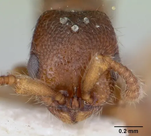 Zasphinctus occidentalis specimen CASENT0173061 image casent0173061_2