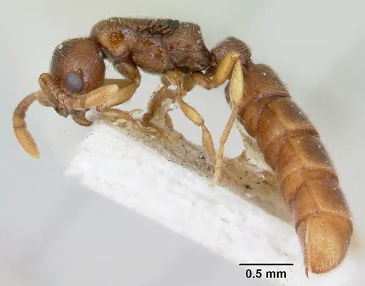 Zasphinctus occidentalis specimen CASENT0173061 image casent0173061_3