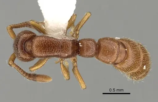 Zasphinctus occidentalis specimen CASENT0249328 image casent0249328_1