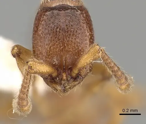 Zasphinctus occidentalis specimen CASENT0249328 image casent0249328_2