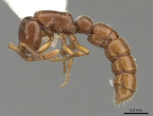 Zasphinctus occidentalis specimen CASENT0249328 image casent0249328_3