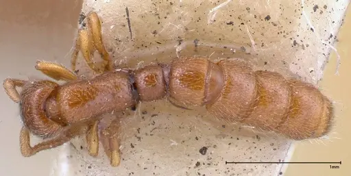 Zasphinctus occidentalis specimen FOCOL0344-1 image focol0344-1_1