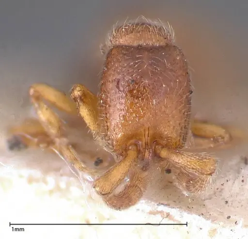Zasphinctus occidentalis specimen FOCOL0344-1 image focol0344-1_2