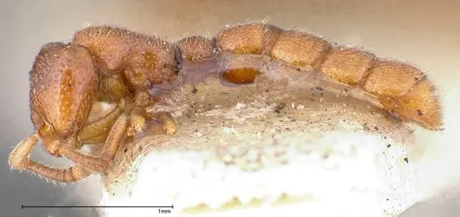 Zasphinctus occidentalis specimen FOCOL0344-1 image focol0344-1_3