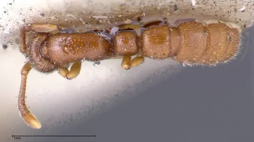 Zasphinctus occidentalis specimen FOCOL0344-2 image focol0344-2_1