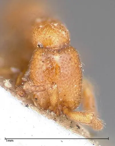 Zasphinctus occidentalis specimen FOCOL0344-2 image focol0344-2_2