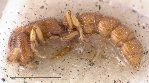 Zasphinctus occidentalis specimen FOCOL0344-2 image focol0344-2_3