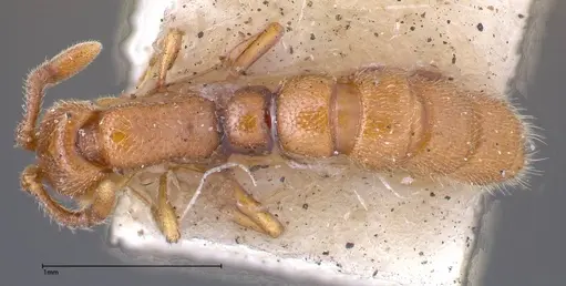 Zasphinctus occidentalis specimen FOCOL0344-3 image focol0344-3_1