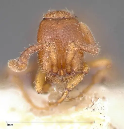 Zasphinctus occidentalis specimen FOCOL0344-3 image focol0344-3_2