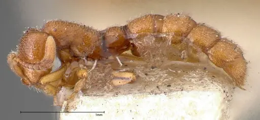 Zasphinctus occidentalis specimen FOCOL0344-3 image focol0344-3_3