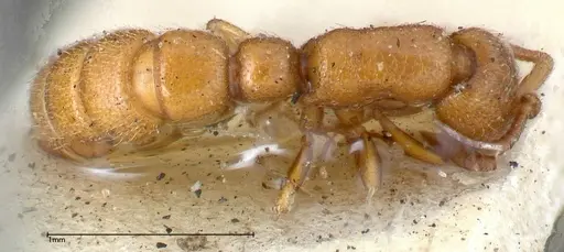 Zasphinctus occidentalis specimen FOCOL0344-4 image focol0344-4_1