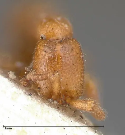 Zasphinctus occidentalis specimen FOCOL0344-4 image focol0344-4_2