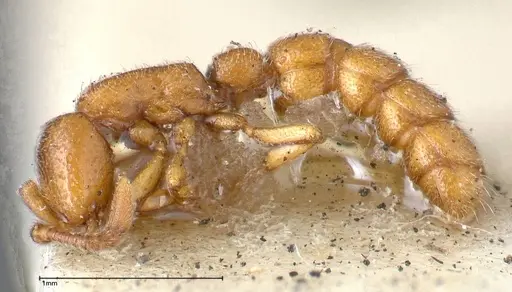 Zasphinctus occidentalis specimen FOCOL0344-4 image focol0344-4_3
