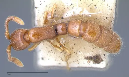 Zasphinctus occidentalis specimen FOCOL0344-5 image focol0344-5_1
