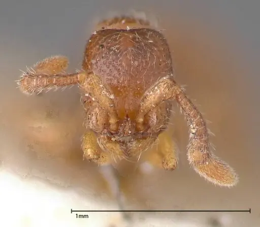 Zasphinctus occidentalis specimen FOCOL0344-5 image focol0344-5_2
