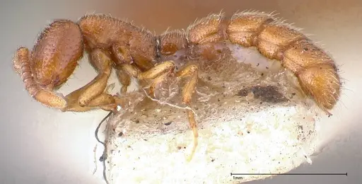 Zasphinctus occidentalis specimen FOCOL0344-5 image focol0344-5_3