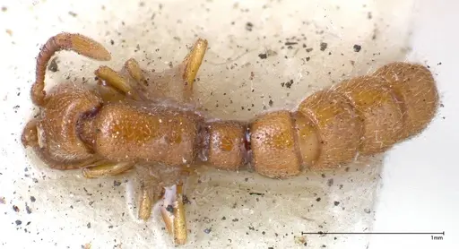 Zasphinctus occidentalis specimen FOCOL0344-6 image focol0344-6_1