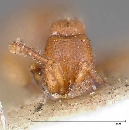Zasphinctus occidentalis specimen FOCOL0344-6 image focol0344-6_2
