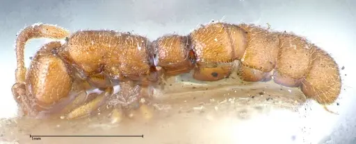 Zasphinctus occidentalis specimen FOCOL0344-6 image focol0344-6_3