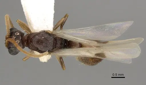 Zasphinctus rufiventris specimen CASENT0249329 image casent0249329_1