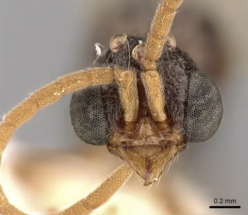 Zasphinctus rufiventris specimen CASENT0249329 image casent0249329_2