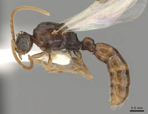 Zasphinctus rufiventris specimen CASENT0249329 image casent0249329_3
