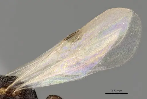 Zasphinctus rufiventris specimen CASENT0249329 image casent0249329_4