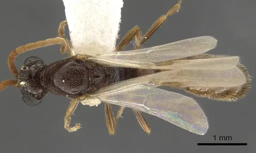 Zasphinctus rufiventris specimen CASENT0900323 image casent0900323_1