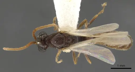 Zasphinctus rufiventris specimen CASENT0900323 image casent0900323_2
