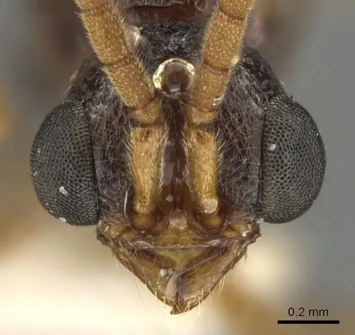 Zasphinctus rufiventris specimen CASENT0900323 image casent0900323_3