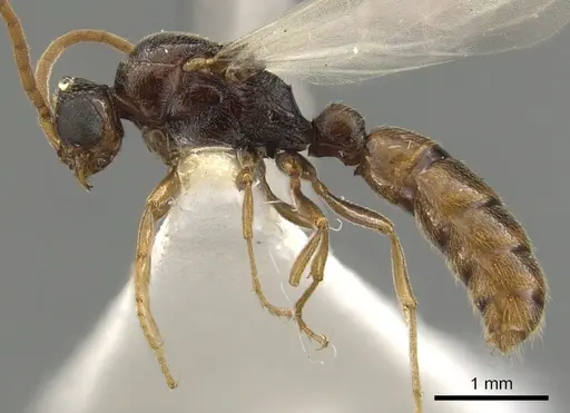Zasphinctus rufiventris specimen CASENT0900323 image casent0900323_4