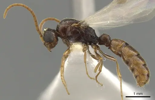 Zasphinctus rufiventris specimen CASENT0900323 image casent0900323_5