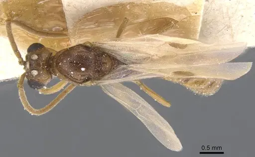 Zasphinctus rufiventris specimen CASENT0911272 image casent0911272_1