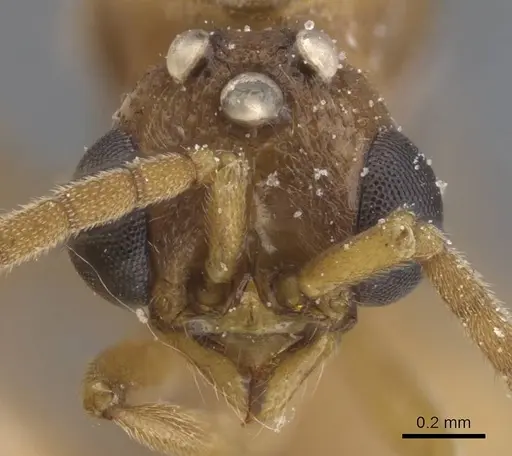 Zasphinctus rufiventris specimen CASENT0911272 image casent0911272_2