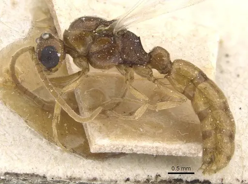 Zasphinctus rufiventris specimen CASENT0911272 image casent0911272_3